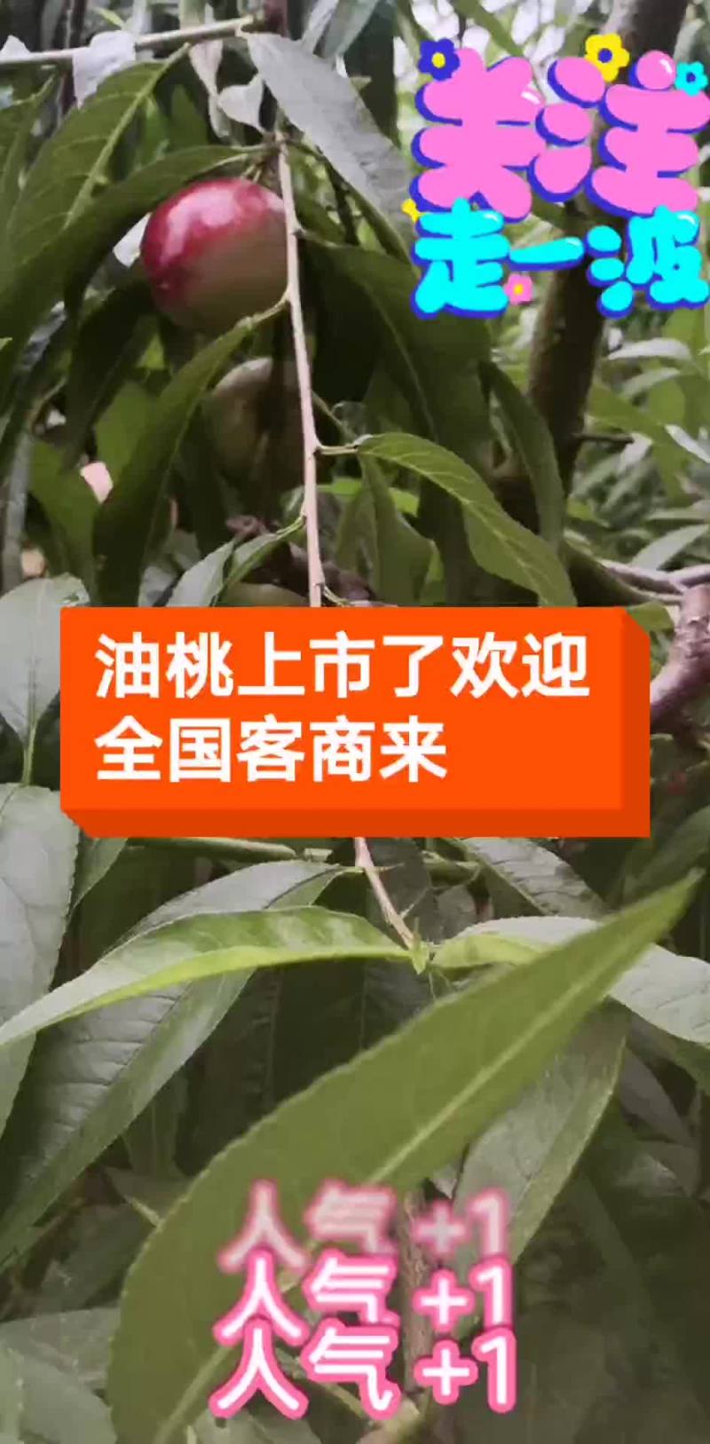 油桃预订中
