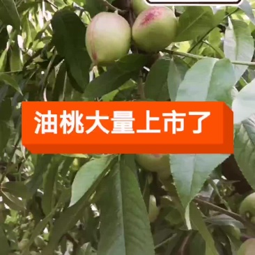 油桃