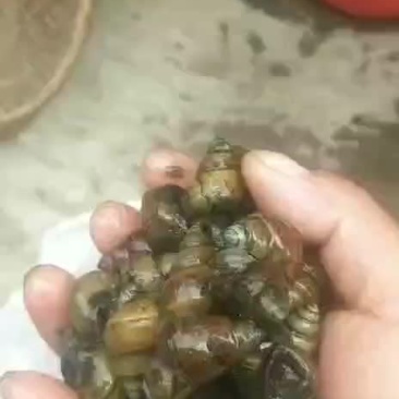 田螺