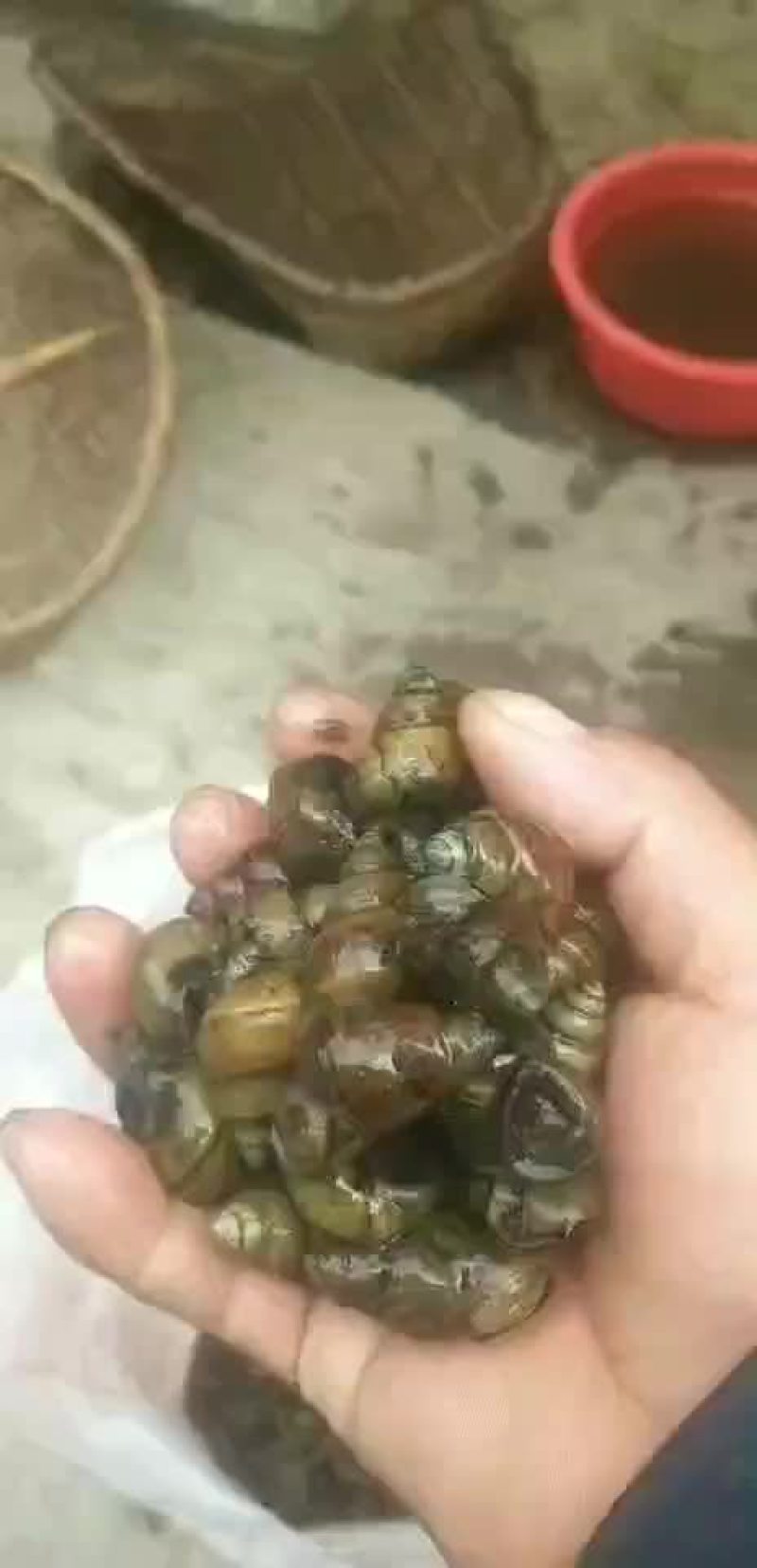 田螺