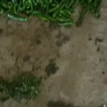 大量辣妹子出售河北唐山