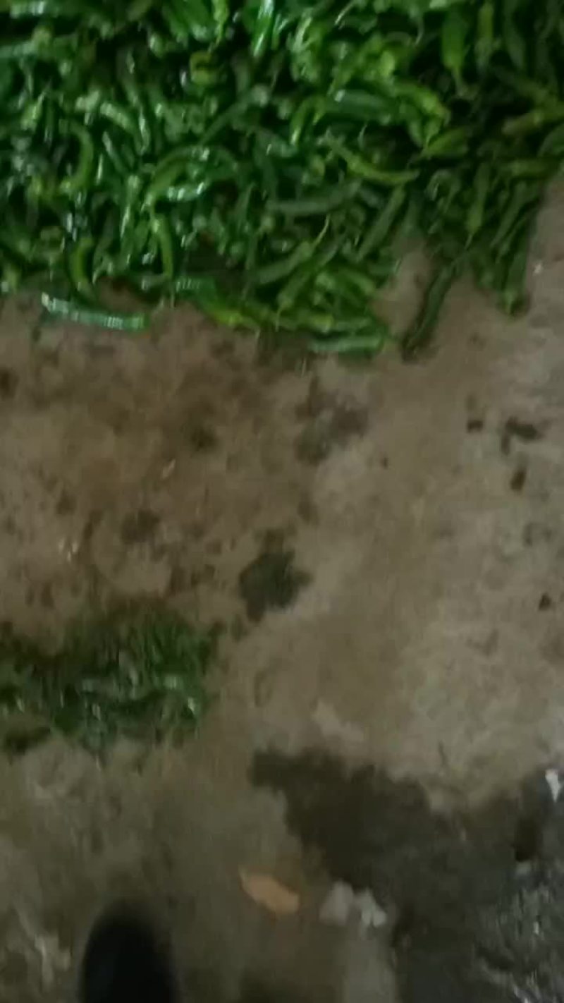 大量辣妹子出售河北唐山