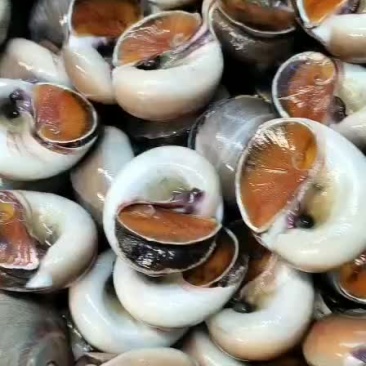 本地小船香螺大量批发质量保证量大优惠