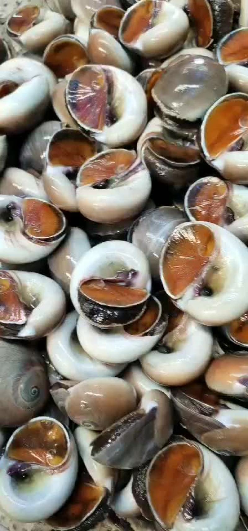 本地小船香螺大量批发质量保证量大优惠