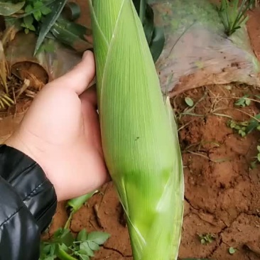 糯玉米