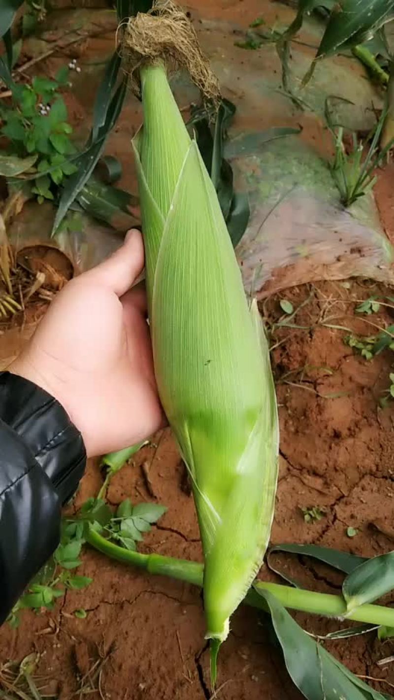 糯玉米
