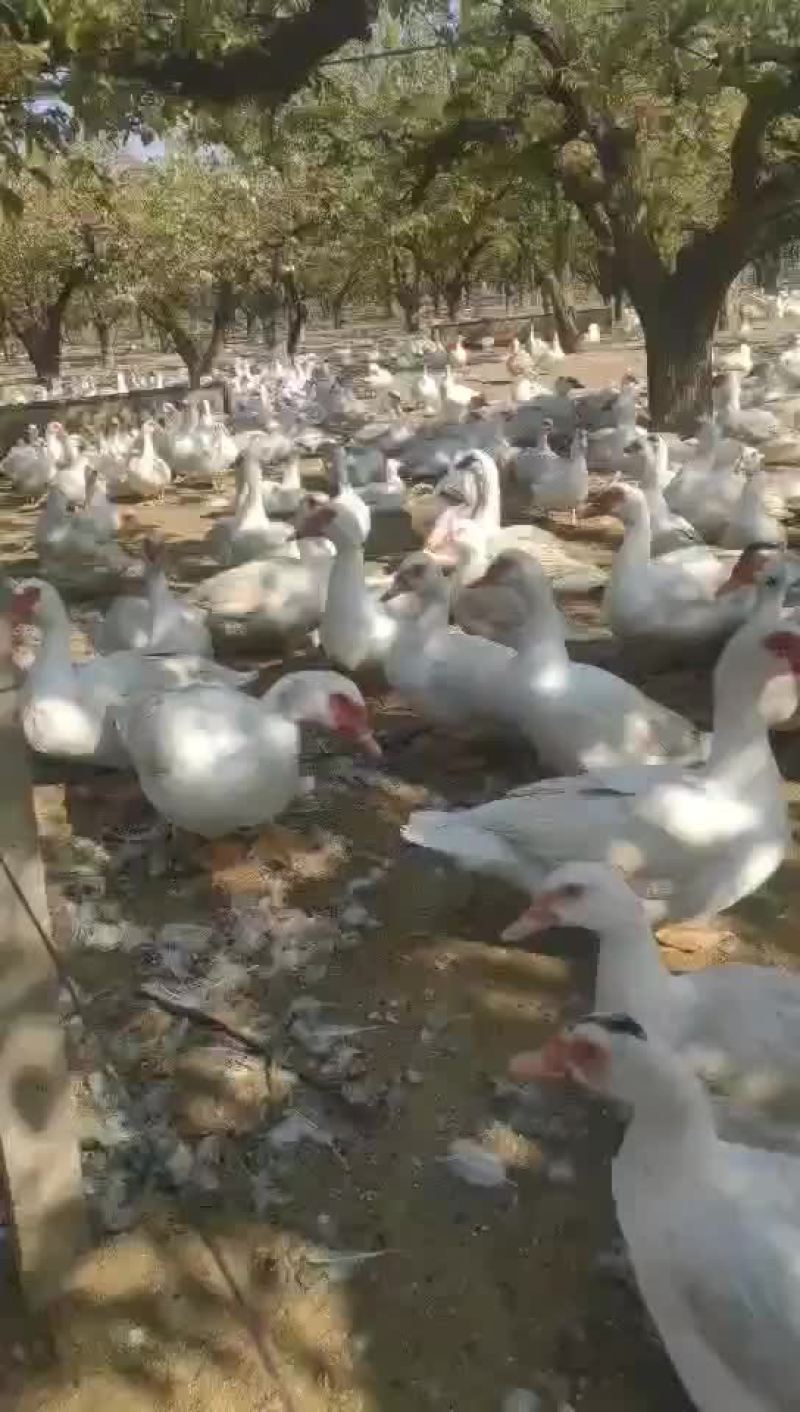 番鸭