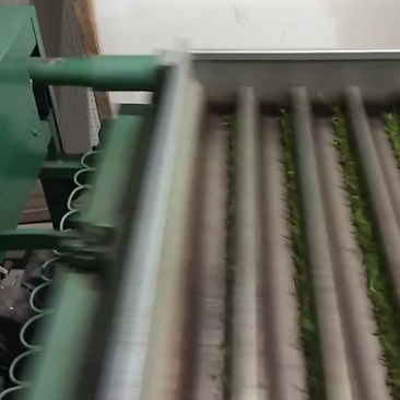 岳西茗茶