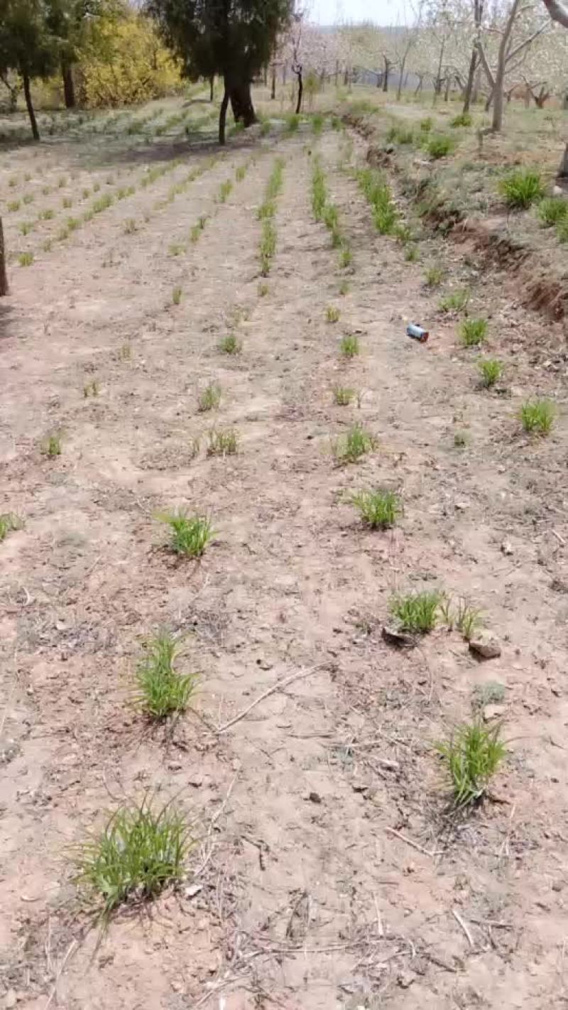 黄花菜苗