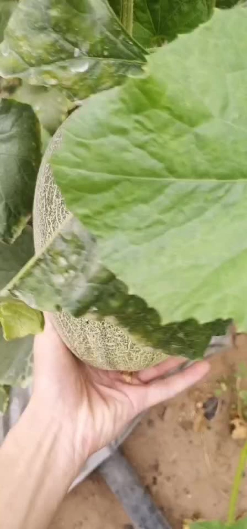 哈密瓜。。。。。。。。。。。。