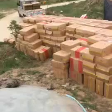 陇椒