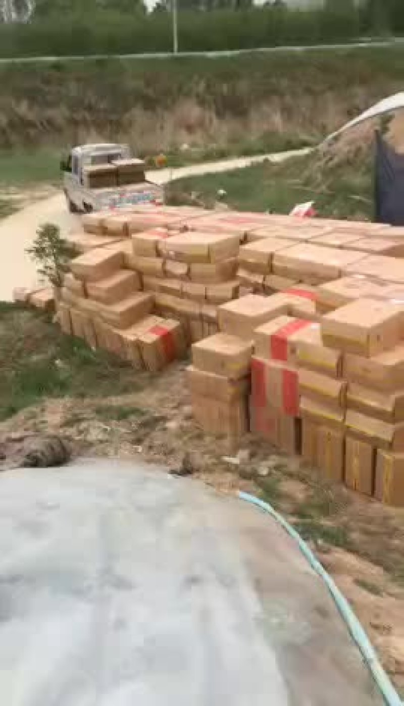 陇椒
