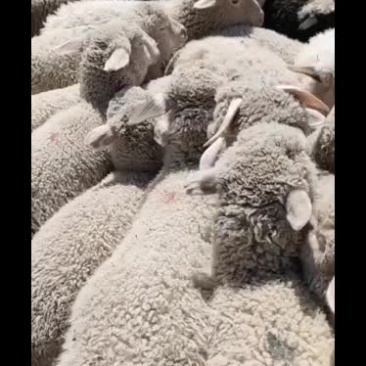 育肥羊出售