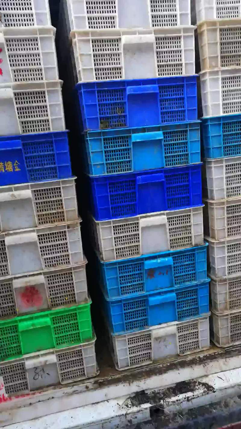 优质龙虾苗给钱就卖，不燃就倒闭了