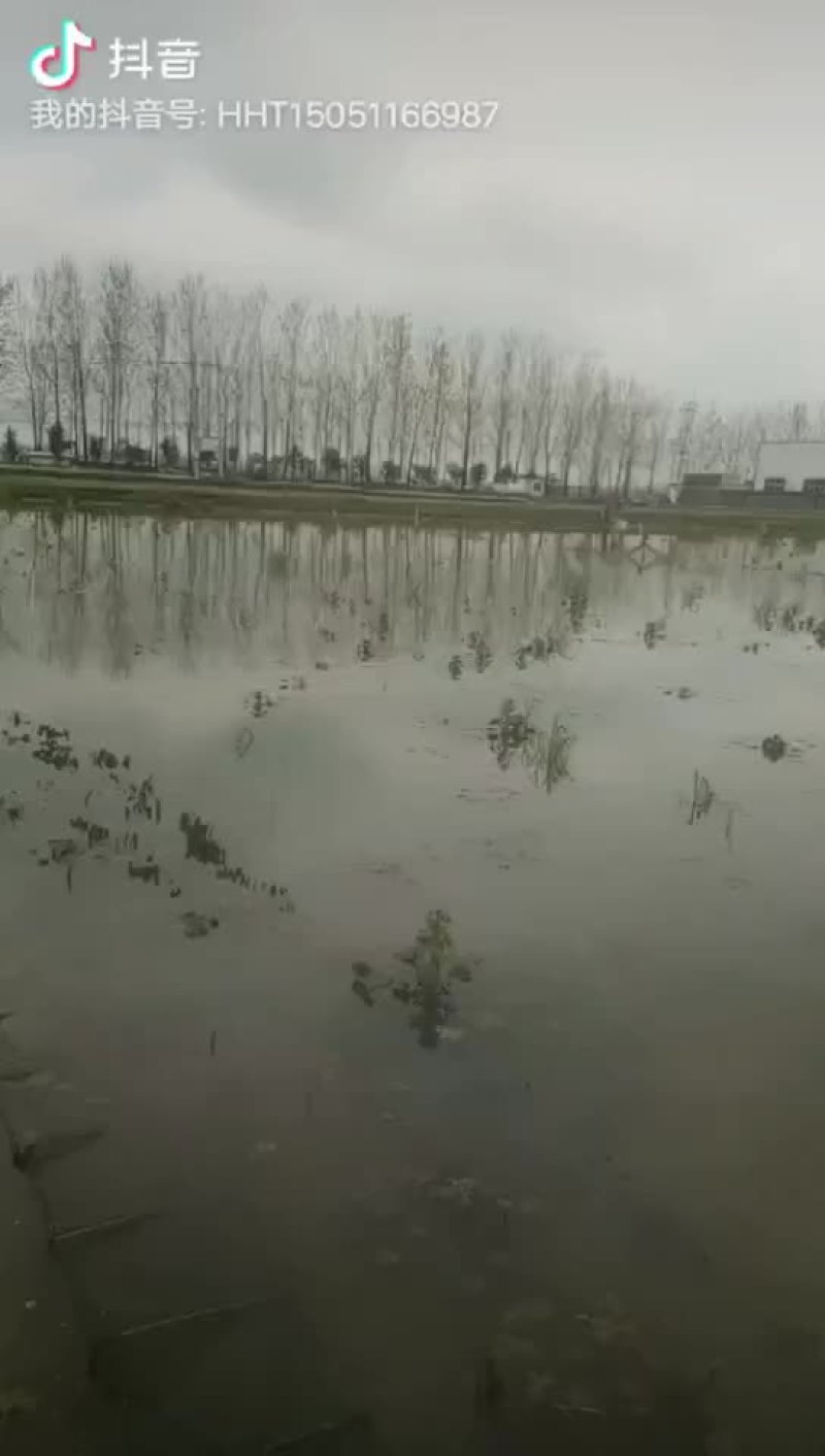 优质龙虾苗给钱就卖，不燃就倒闭了