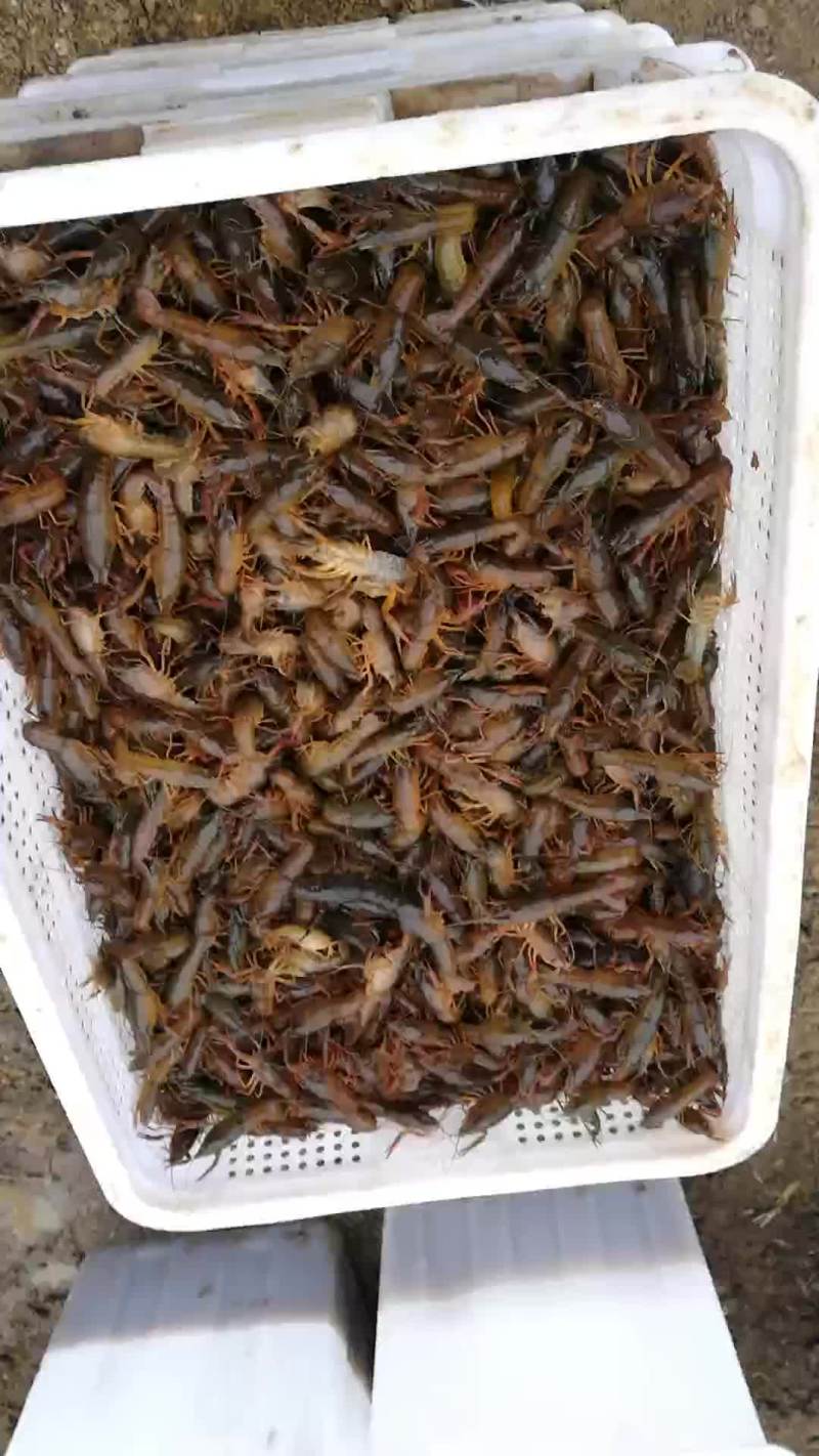 优质龙虾苗给钱就卖，不燃就倒闭了