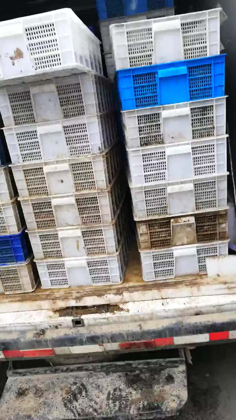 优质龙虾苗给钱就卖，不燃就倒闭了