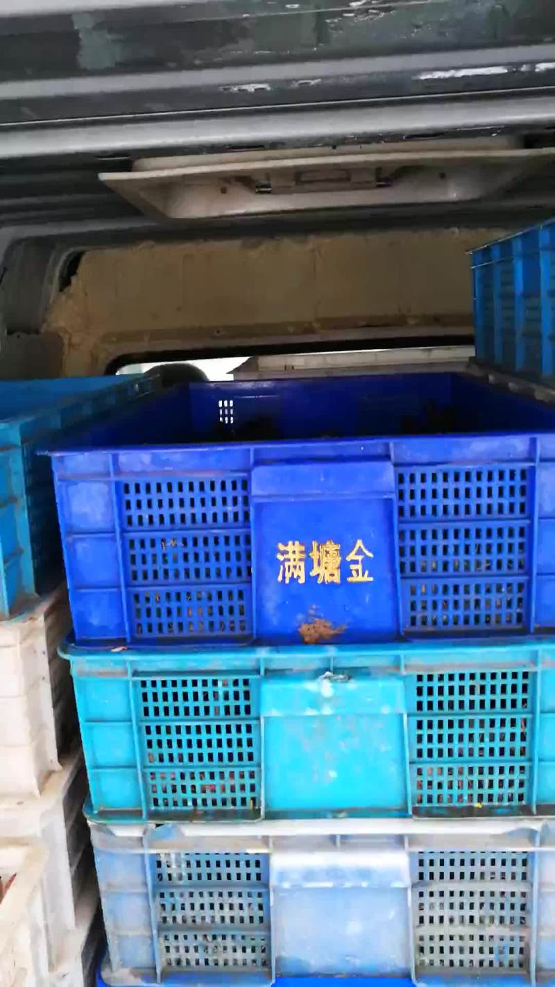 优质龙虾苗给钱就卖，不燃就倒闭了