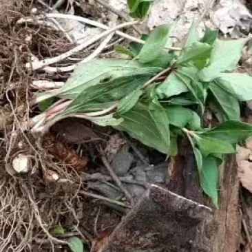 野生重楼