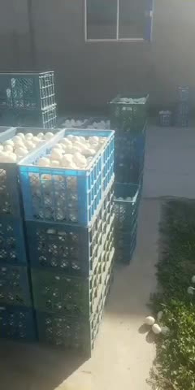 长期出售大桶装大白皮鸭蛋，裂纹种蛋，散黄蛋，双黄蛋