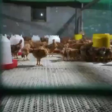 天露麻4