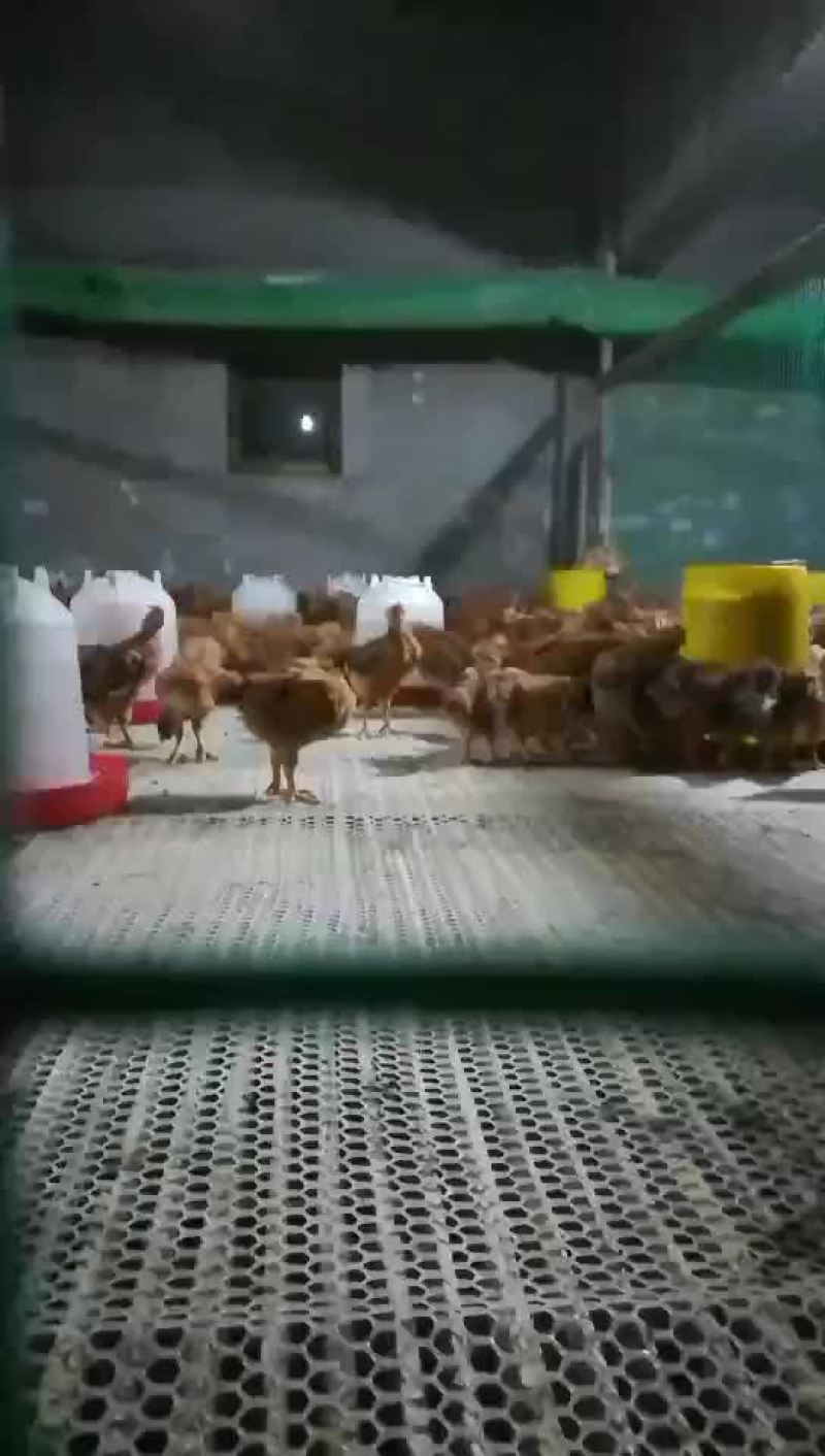 天露麻4