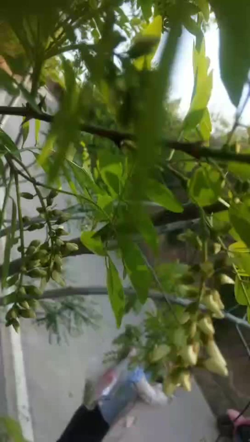 2020年新鲜原生态洋愧花纯花骨朵现采摘现发货