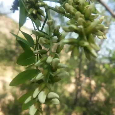 2020年新鲜原生态洋愧花纯花骨朵现采摘现发货