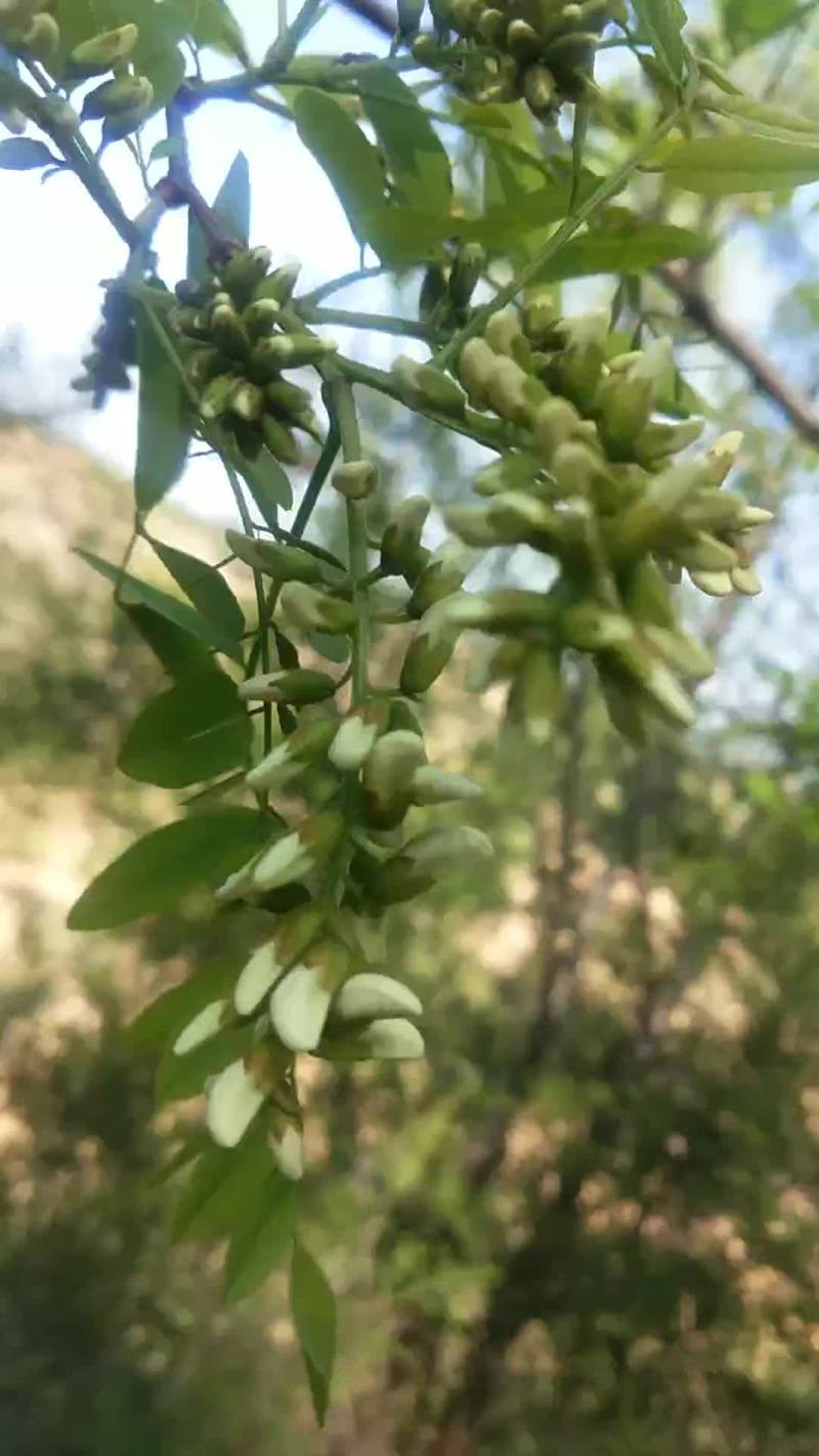 2020年新鲜原生态洋愧花纯花骨朵现采摘现发货