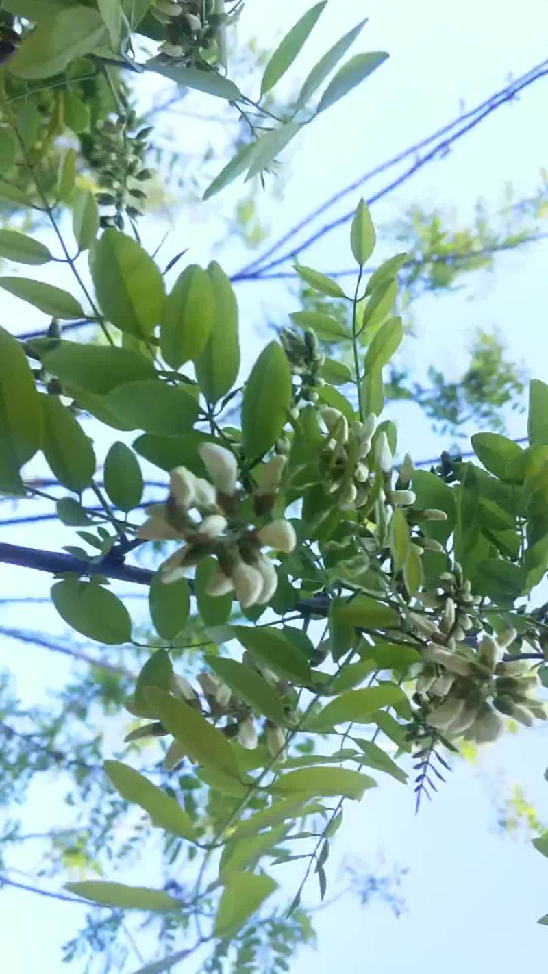 2020年新鲜原生态洋愧花纯花骨朵现采摘现发货