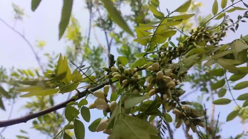 2020年新鲜原生态洋愧花纯花骨朵现采摘现发货