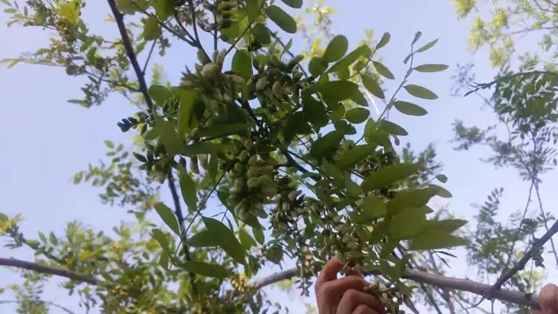 2020年新鲜原生态洋愧花纯花骨朵现采摘现发货