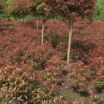 红叶石楠树，红叶石楠杯苗，红叶石楠价格