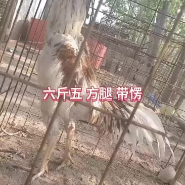 斗鸡