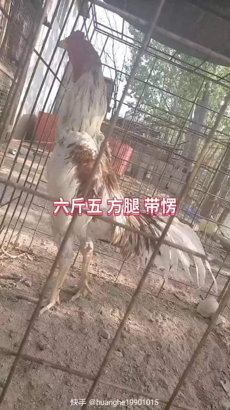 斗鸡