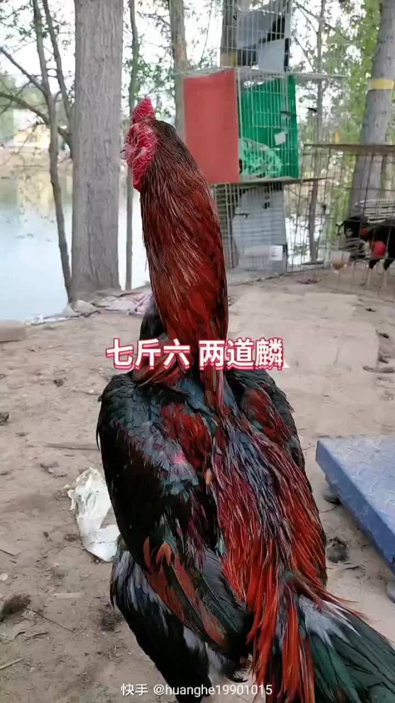 斗鸡