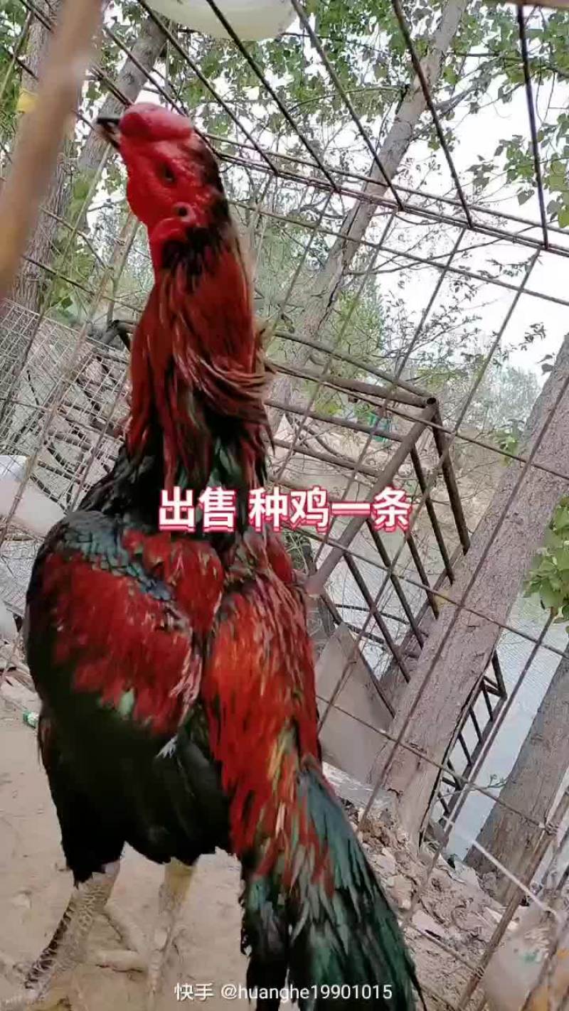 斗鸡