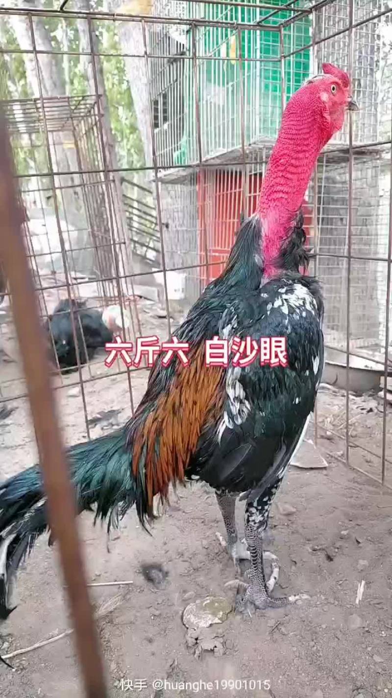 斗鸡