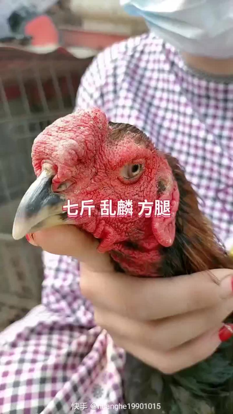 斗鸡