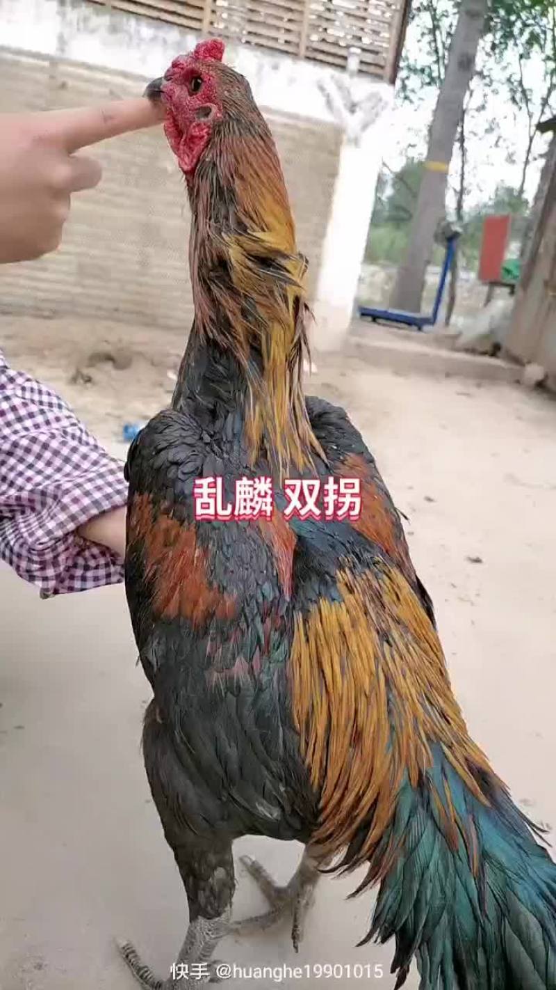 斗鸡