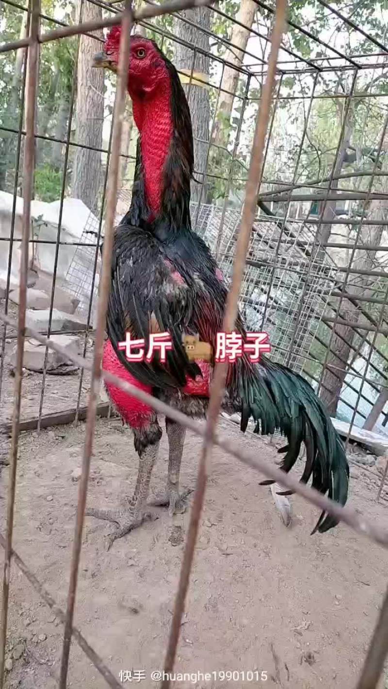 斗鸡