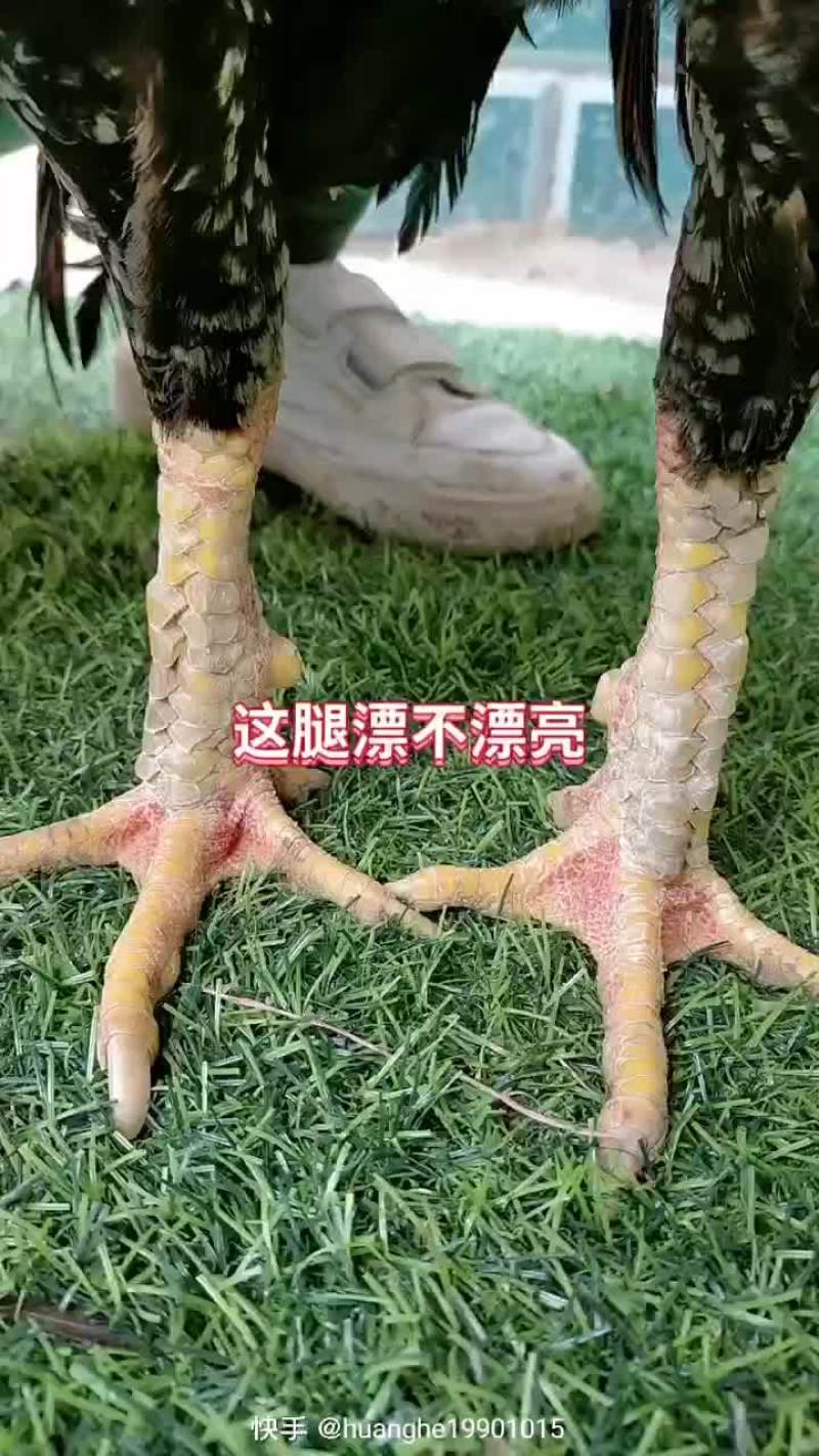斗鸡