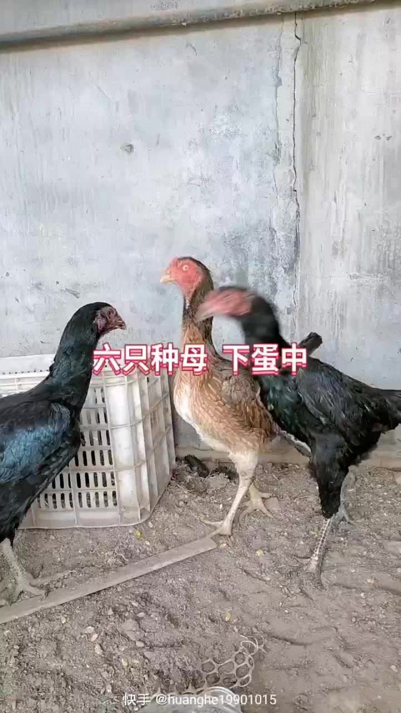 斗鸡