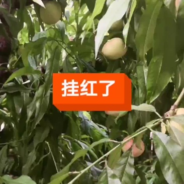 油桃