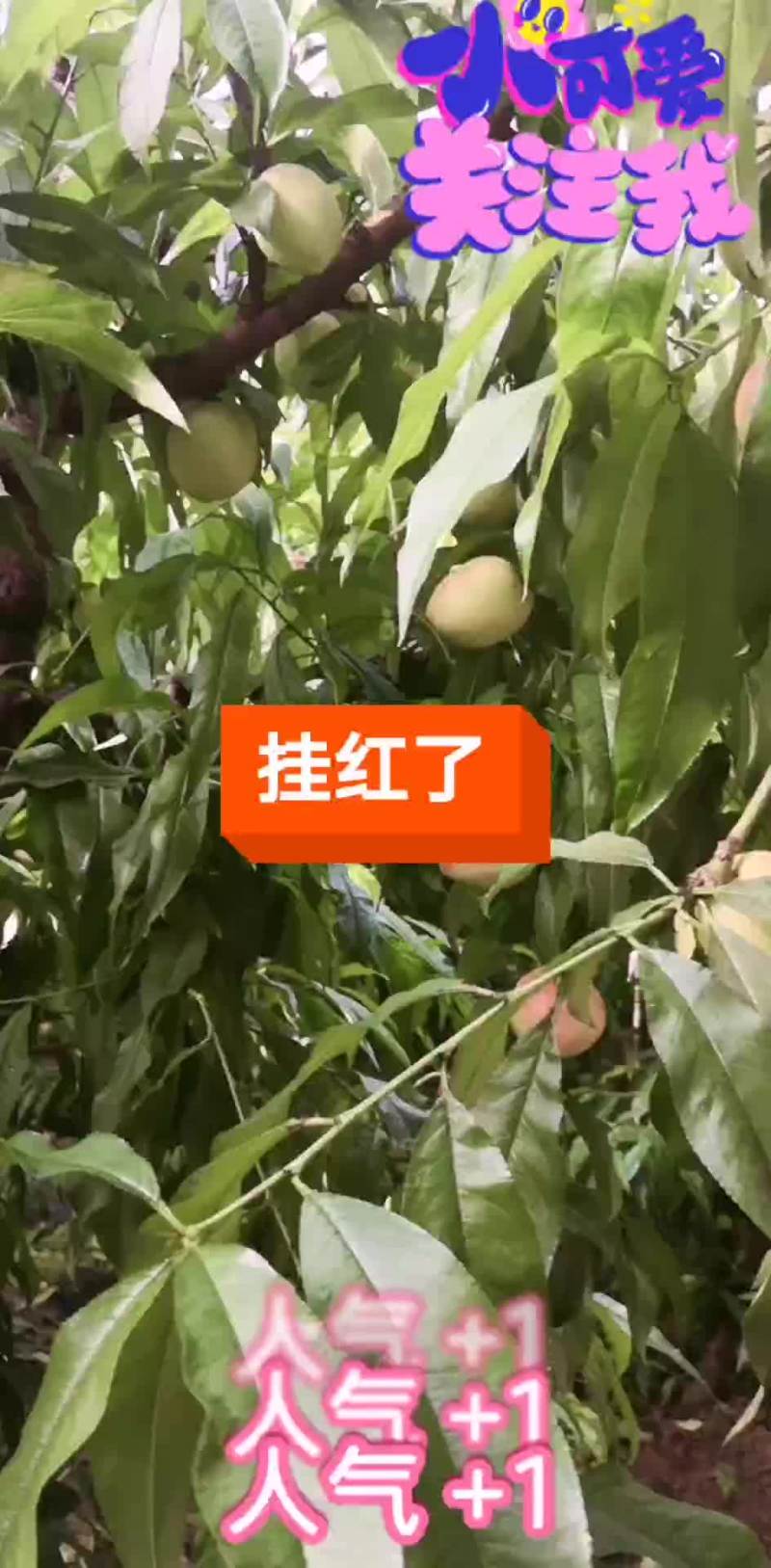 油桃