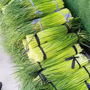 河南省漯河市临颍县蒜薹