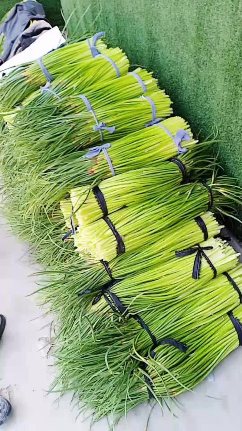 河南省漯河市临颍县蒜薹