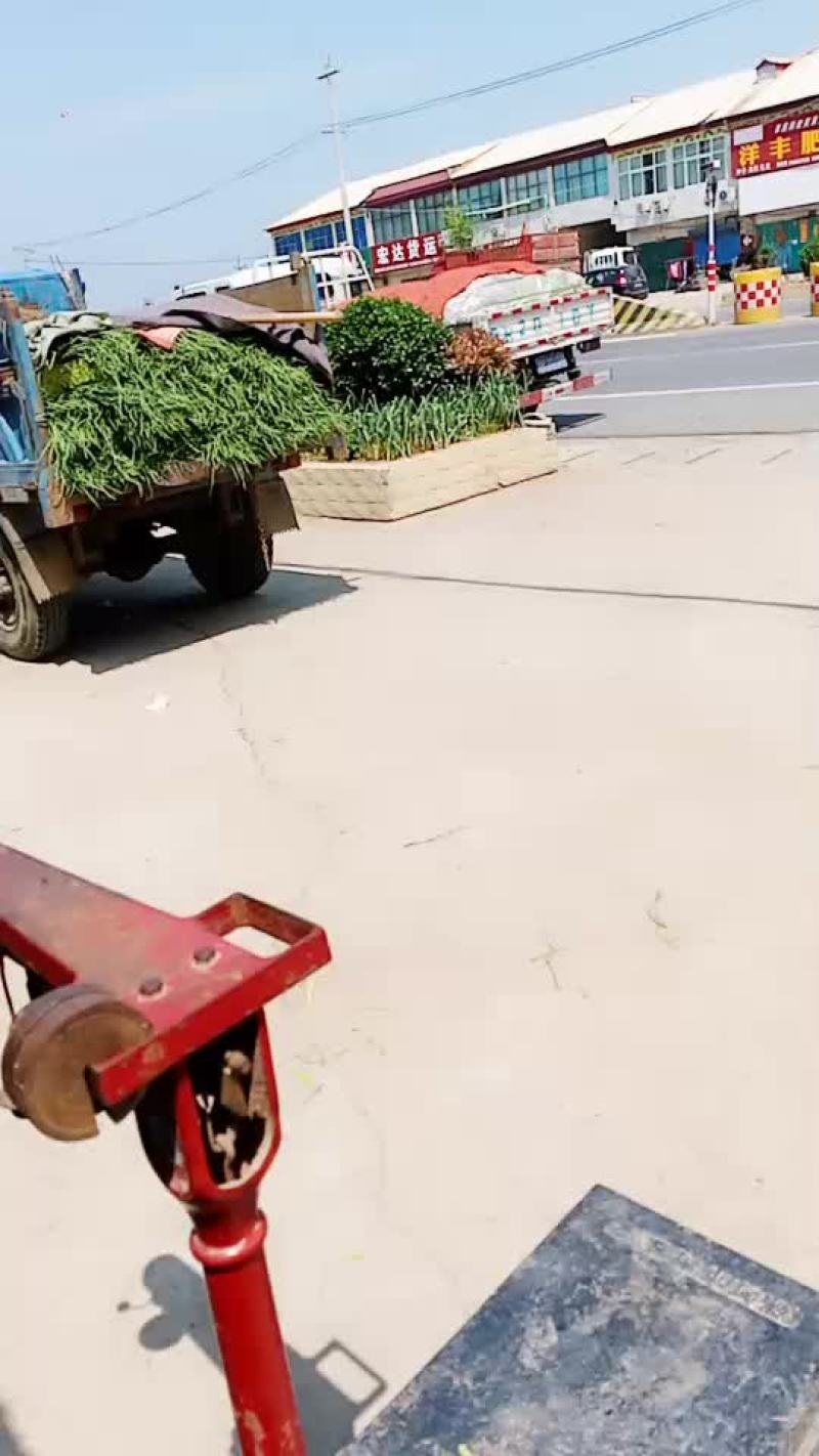 河南省漯河市临颍县蒜薹