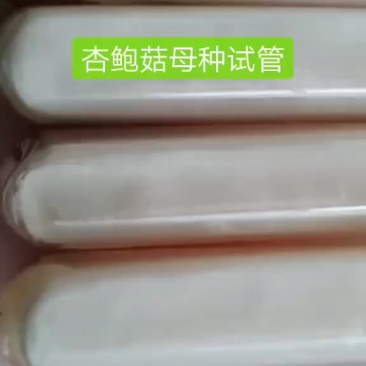 杏鲍菇母种试管