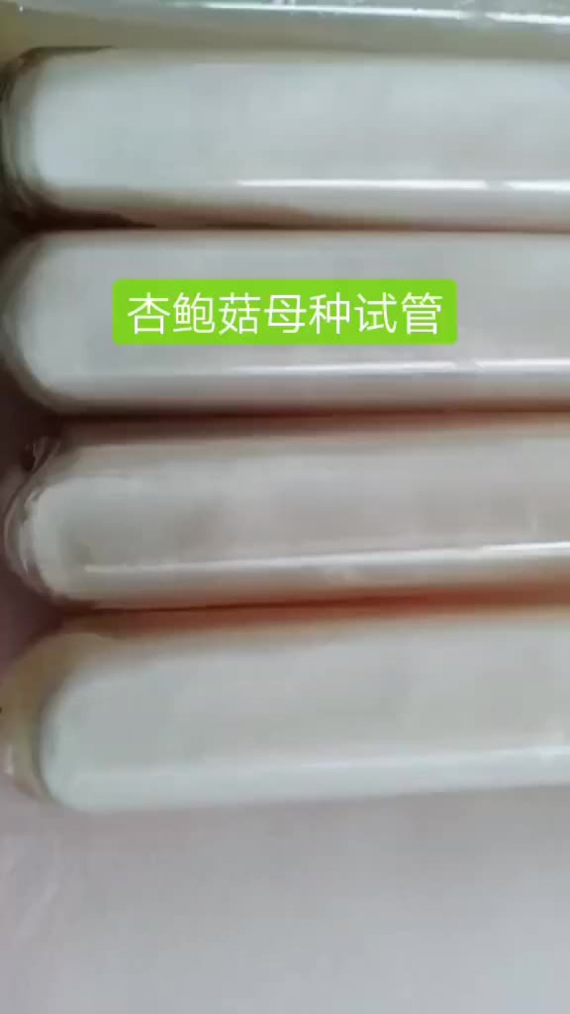 杏鲍菇母种试管